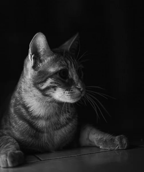 家の中に隠れている怖がっているタビー猫の垂直グレースケールのショットと周りを見回す — ストック写真