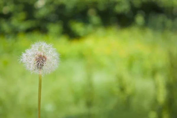 Enfoque Selectivo Diente León Sobre Fondo Verde — Foto de Stock