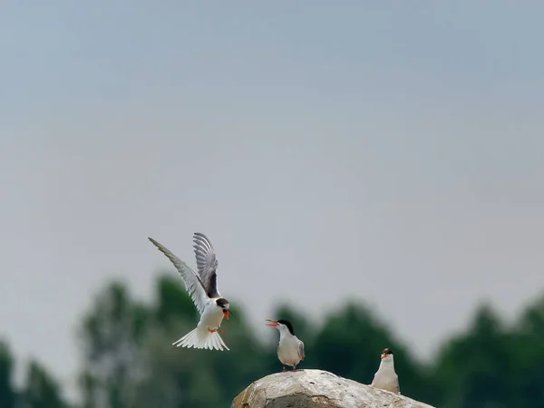 Selective Focus Shot Sternidae Birds Rock Lake — Stock Photo, Image