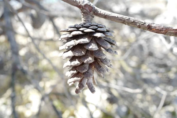 Primo Piano Una Pigna Appesa Ramo Albero — Foto Stock