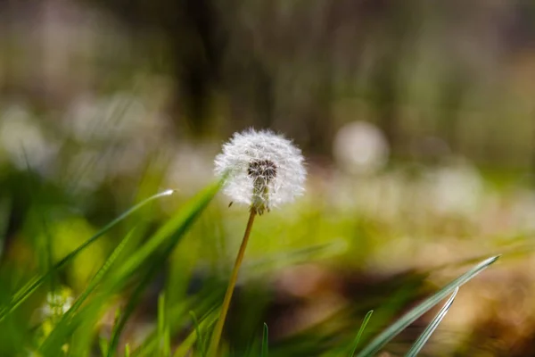 Een Selectieve Focus Shot Van Paardebloemen Het Weiland — Stockfoto