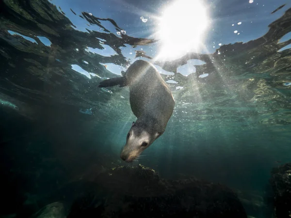 Scenic View Sea Lion Swimming Ocean Baja California — 图库照片