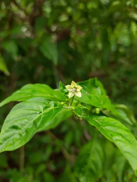 Selective Focus Shot Tree Branch Fresh Green Leaves Small Flower — Stock Photo, Image