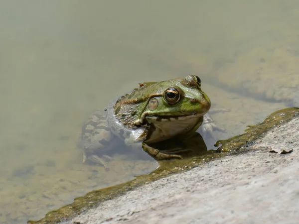 晴れた日には水の中の緑のカエルの閉鎖 — ストック写真