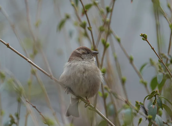 Oiseau Tyrannique Moelleux Mignon Perché Sur Une Plante — Photo