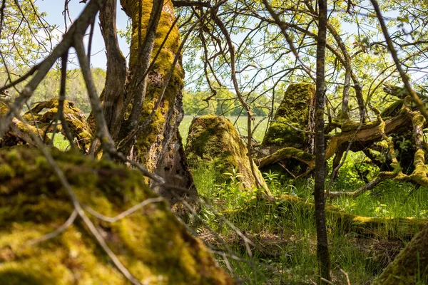 Une Réserve Naturelle Long Des Pièges Chars Historiques Long Westwall — Photo