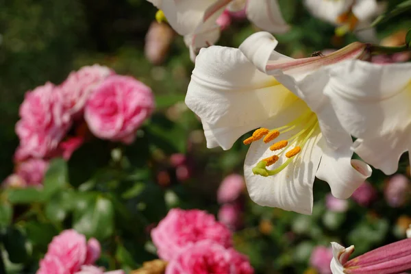 一朵白色百合花的特写 背景是粉红的玫瑰 — 图库照片