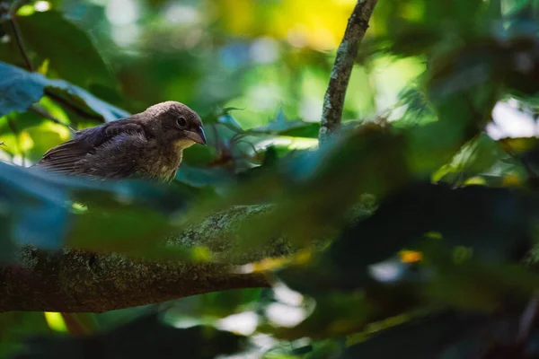 Une Belle Vue Oiseau Assis Sur Branche Arbre Dans Champ — Photo