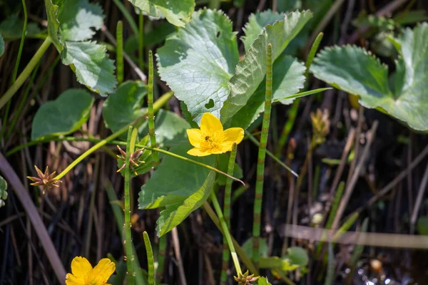 Bright Yellow Blossoms Marsh Marigold Watercourse Marsh Area — Stock Photo, Image