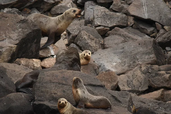 Closeup View Sealion Chilling Rocks Swimming Water — Stock Photo, Image