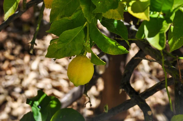 Selektiver Fokus Einer Wachsenden Gelben Zitrone Auf Dem Ast Garten — Stockfoto