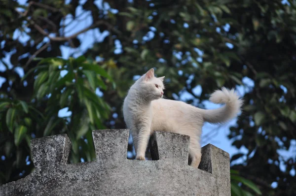 Vit Långhårig Katt Står Sten Mot Trädet — Stockfoto
