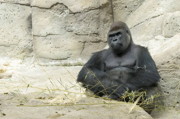 Gorila Sentado Locamente Zoológico — Foto de Stock