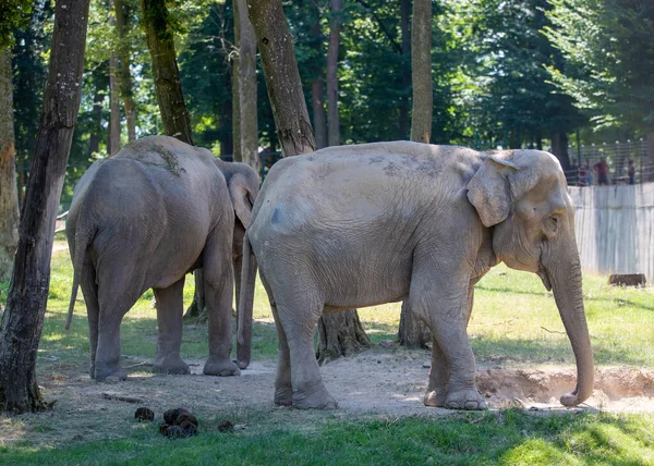 Ett Par Elefanter Zoo Livsmiljö — Stockfoto