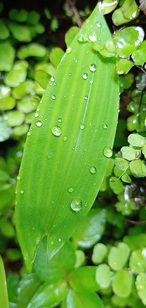上に露と緑の葉の垂直ショット — ストック写真