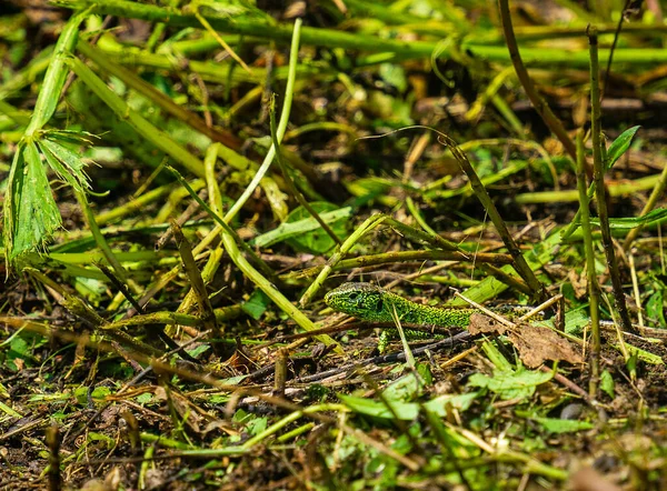 Image Rapprochée Iguane Vert Caché Sous Les Tiges Plantes Vertes — Photo