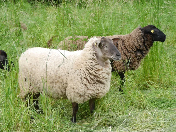 Closeup Sheep Grazing Meadow — Stock Photo, Image