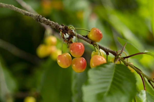Closeup Shot Fresh Cherries Branch — Stock Photo, Image