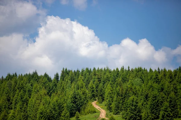 Uma Vista Aérea Uma Estrada Rural Através Uma Floresta Abeto — Fotografia de Stock