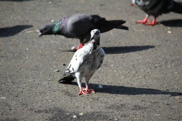 Eine Nahaufnahme Von Weißen Und Grauen Tauben Auf Der Straße — Stockfoto