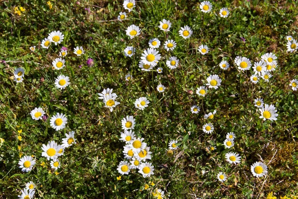 Daisy Virágok Zöld Használható Háttér Szlovéniában — Stock Fotó