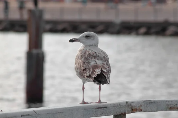 Eine Möwe Thront Auf Einem Bordstein Hintergrund Des Meeres — Stockfoto