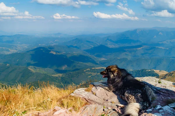 A dog on the Balkan Mountains in Serbia