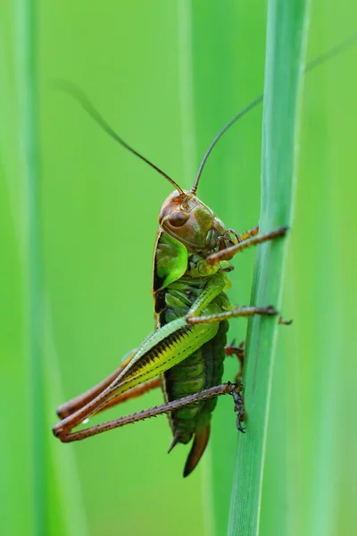 Крупный План Редких Roesels Bush Cricket Roeseliana Roeselii Мягком Зеленом — стоковое фото