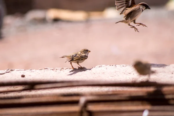 배경에 표면에 종달새의 클로즈업 — 스톡 사진
