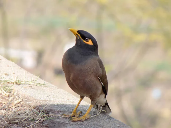 Bir Myna Nın Seçici Odak Noktası — Stok fotoğraf