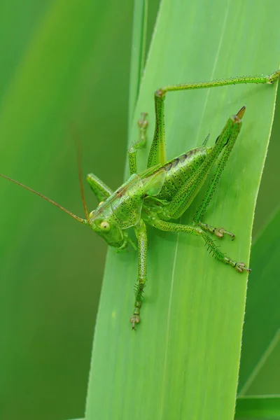 Vertical Closeup Shot Great Green Bush Cricket Grass Blade — Stock Photo, Image