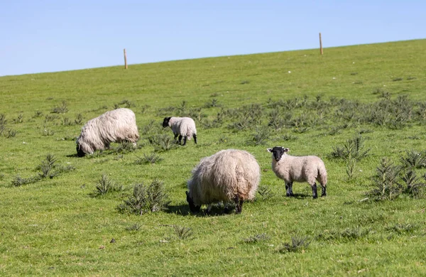 Grupp Får Ull Grön Betesmark Blå Himmel Solig Dag — Stockfoto