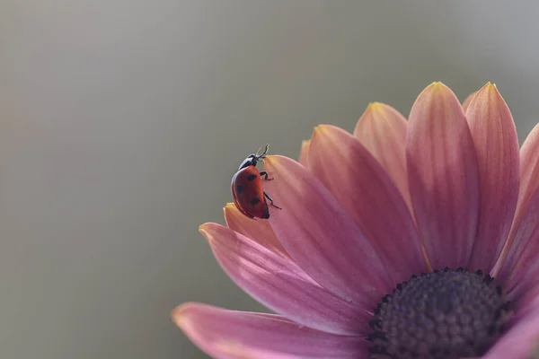Closeup Shot Ladybug African Daisy Light Pink Petals — 스톡 사진