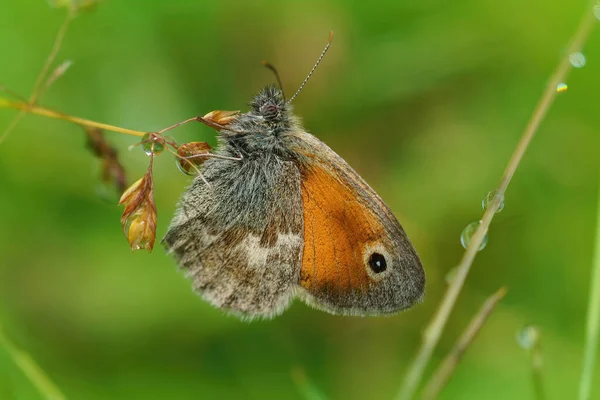 Closeup Shot Small Heath Butterfly Plant — Stock Photo, Image