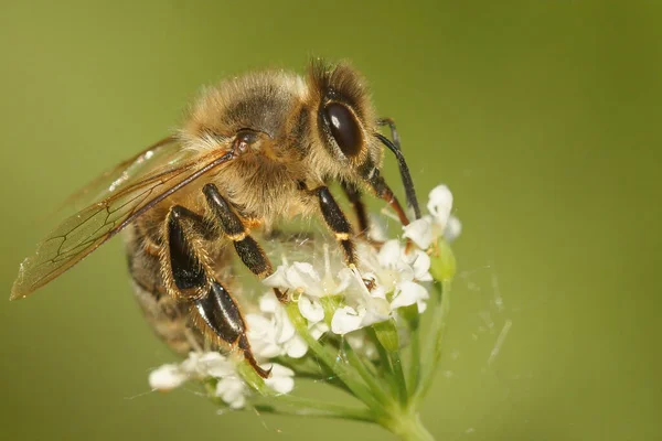 Zbliżenie Pszczoły Miodnej Białym Kwiecie Apis Mellifera Sącząc Nektar Białego — Zdjęcie stockowe