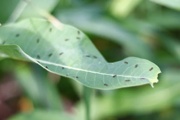Μια Επιλεκτική Εστίαση Των Μικρών Μυρμηγκιών Στο Πράσινο Φύλλο — Φωτογραφία Αρχείου