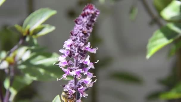 花园里美丽的紫色花朵 — 图库视频影像