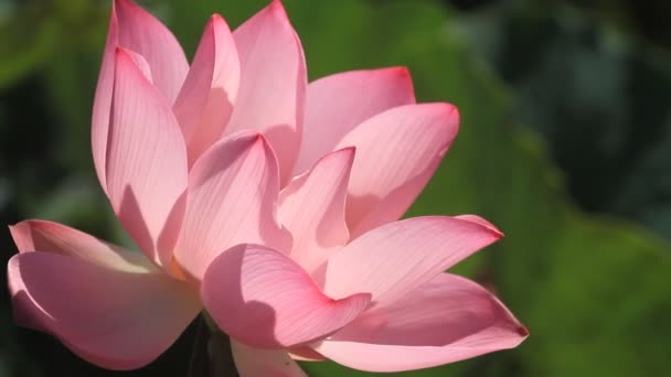 Hermosa Flor Loto Rosa Jardín — Vídeo de stock