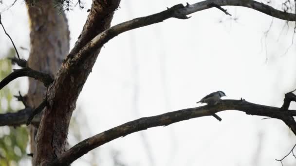 Een Vogel Een Boomtak — Stockvideo