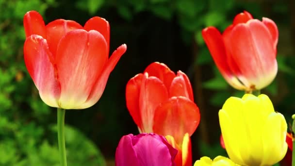 Kolorowe Tulipany Wiosennym Ogrodzie Piękne Czerwone Kwiaty Tulipan — Wideo stockowe