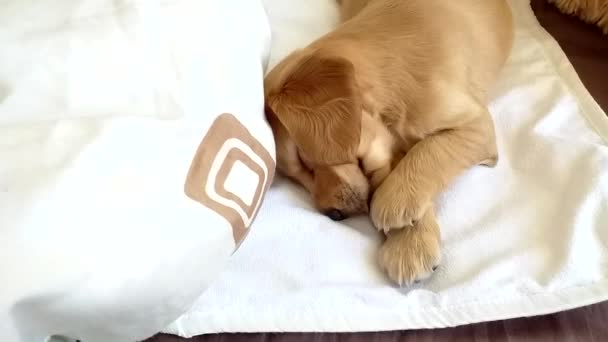 Hund Sover Sängen — Stockvideo