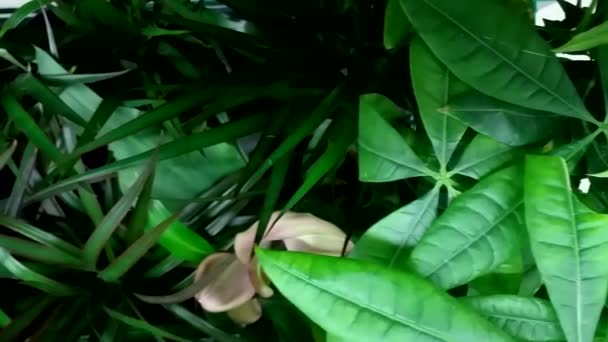 Groene Bladeren Flora Gebladerte — Stockvideo