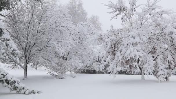 Winterlandschaft Mit Schneebedeckten Bäumen — Stockvideo