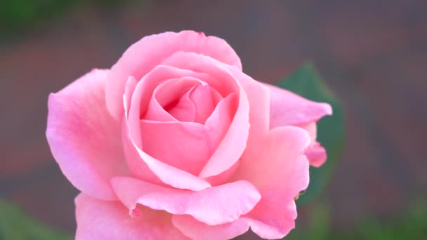 花园里有一朵粉红的玫瑰 — 图库视频影像