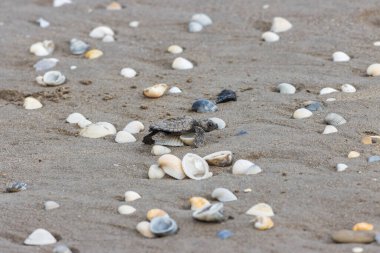 A little turtle with different seashells on a sandy beach in Playa de Tuxpan beach, Veracruz clipart
