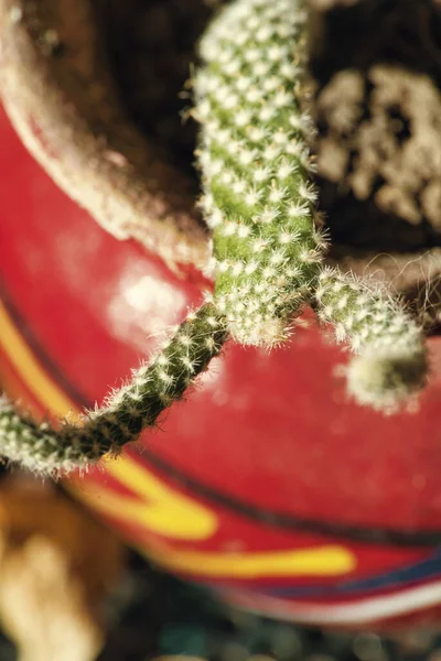 Vertikal Närbild Kaktusen Med Små Prickar Krukan — Stockfoto