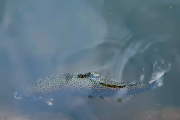 Närbild Öringfisk Som Simmar Vattnet — Stockfoto