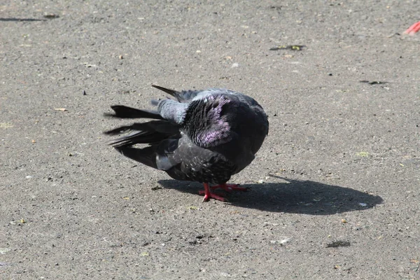 Een Zwarte Duif Krabt Zichzelf Onder Zon Grond Straten — Stockfoto