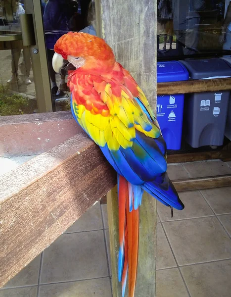 Vertical Shot Parrot Beautiful Colorful Feathers — Stock Photo, Image