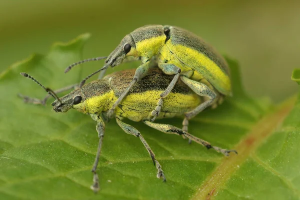 Крупним Планом Різнокольорових Зелених Видів Копуляції Chlorophanus Viridis Зеленому Листі — стокове фото